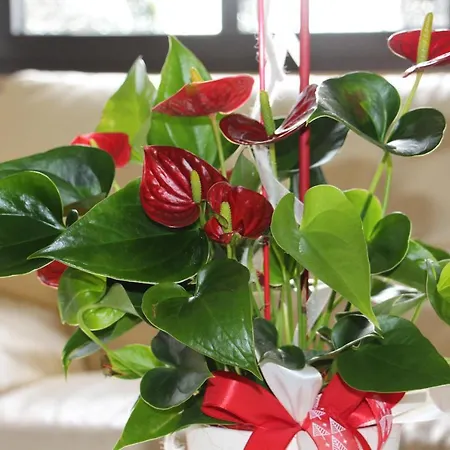 Gruner Baum Zajazd Bayreuth